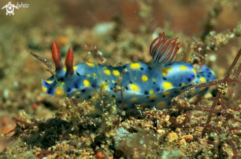 A Nudibranch