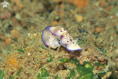 A Nudibranch