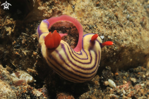 A Nudibranch