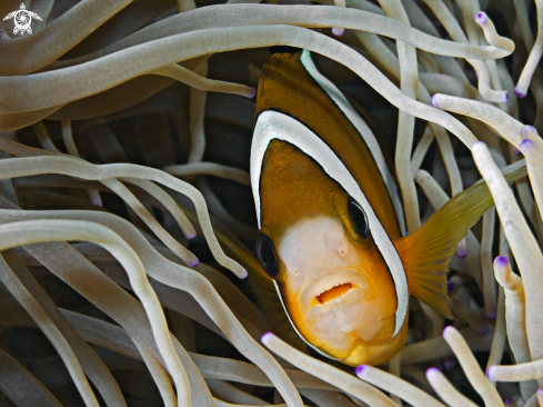 A Amphiprion clarkii | Clark's Anemonefish