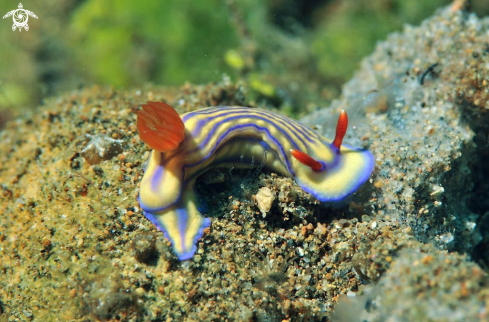 A Nudibranch