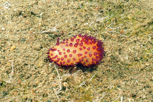 A Nudibranch