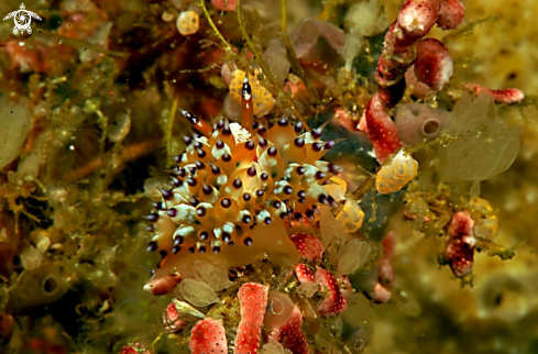 A Nudibranch