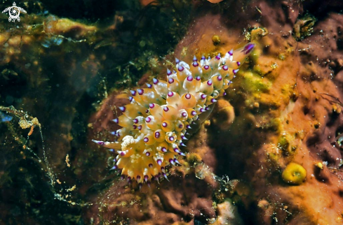 A Nudibranch