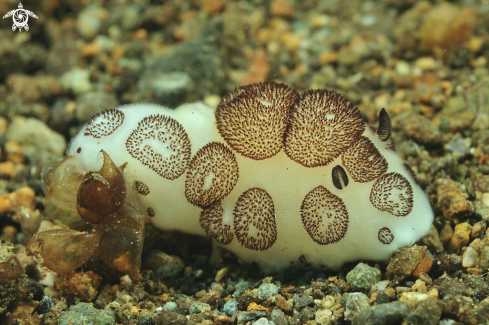 A Nudibranch