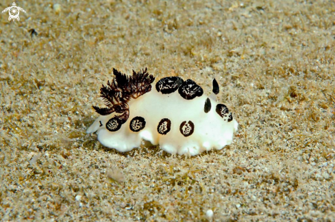 A Nudibranch