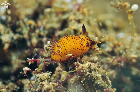 A Nudibranch