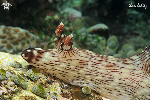 A Nudibranch