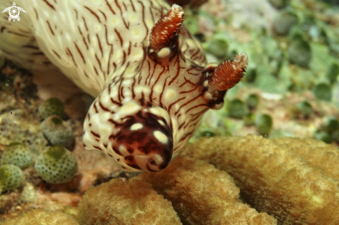 A Nudibranch