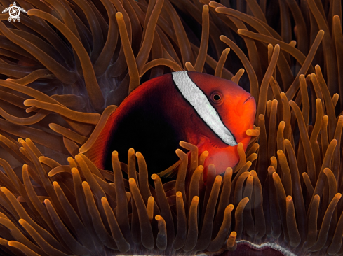 A Tomato Anemonefish