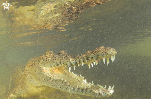 A Crocodile