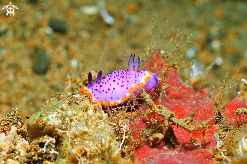 A Nudibranch