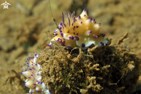 A Nudibranch