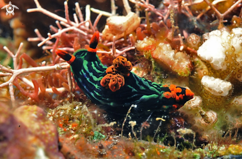 A Nudibranch