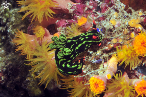 A Nudibranch