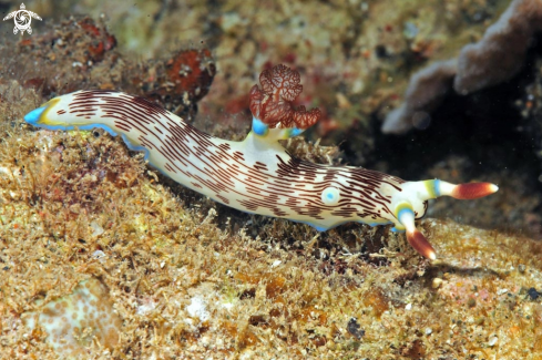 A Nudibranch