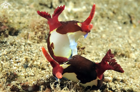 A Nudibranch