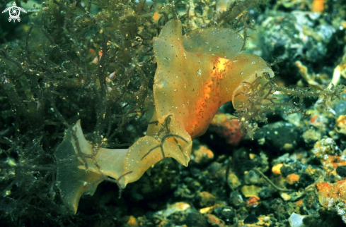 A sea slug