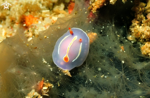 A Nudibranch