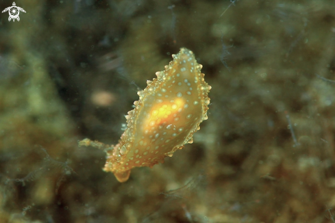 A sea slug