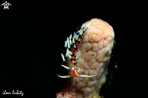 A Nudibranch