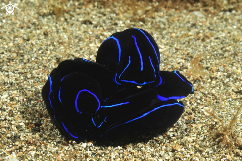 A sea slug