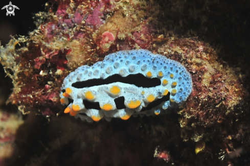 A Nudibranch