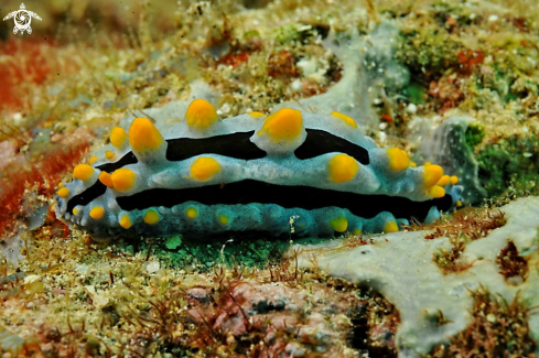 A Nudibranch