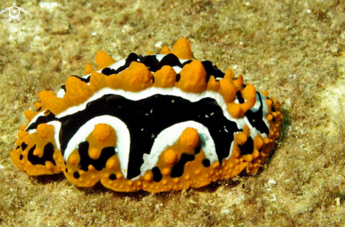 A Nudibranch