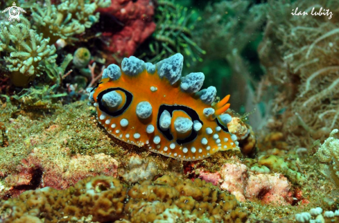 A Nudibranch