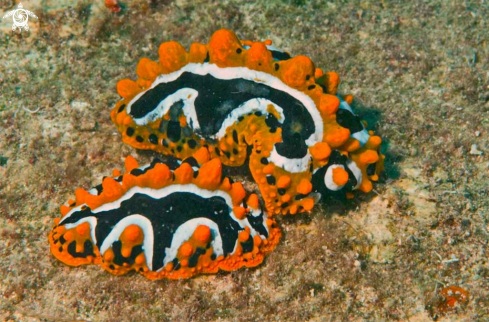 A Nudibranch