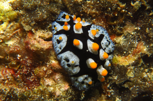 A Nudibranch