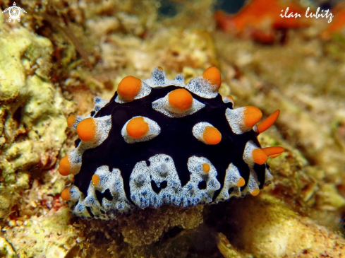 A Nudibranch