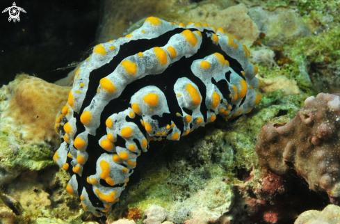 A Nudibranch