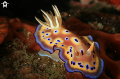 A Goniobranchus kuniei | Nudibranch