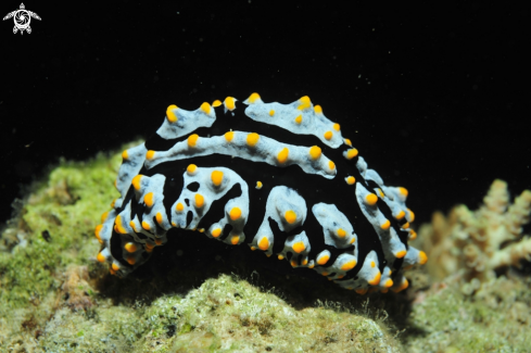 A Nudibranch