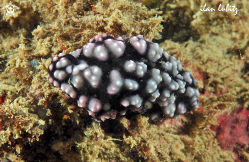 A Nudibranch