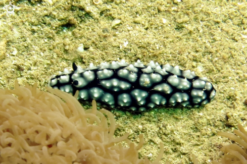 A Nudibranch