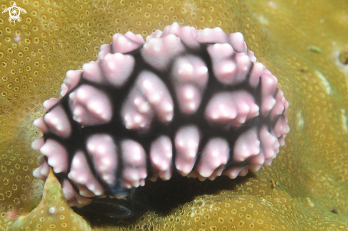 A Nudibranch