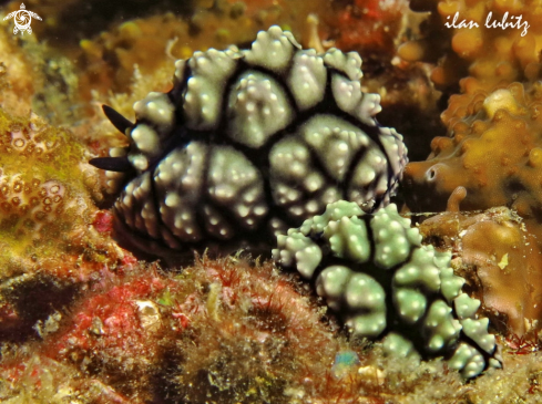 A Nudibranch