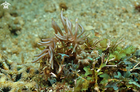 A Nudibranch