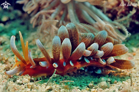 A Nudibranch