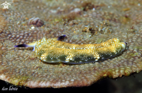 A Nudibranch