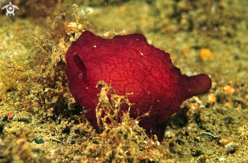 A sea slug