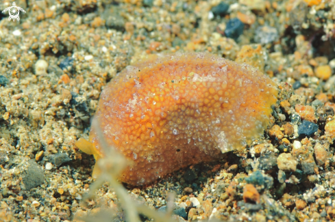 A sea slug