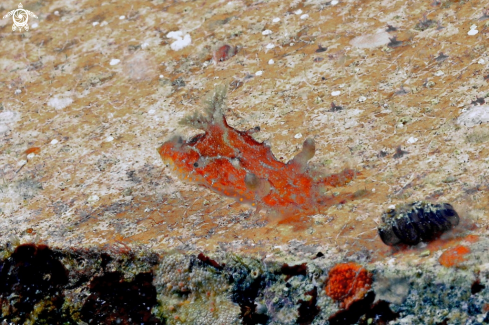 A Nudibranch