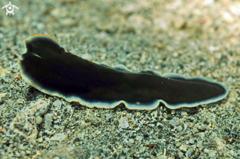 A flat worm