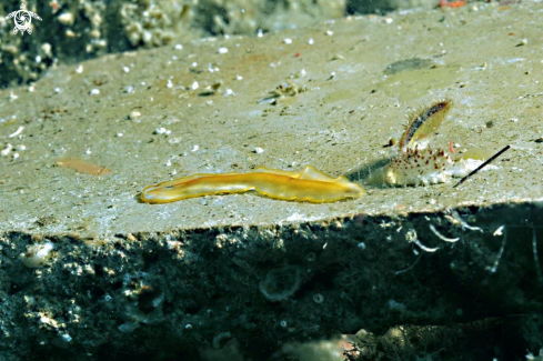 A sea slug