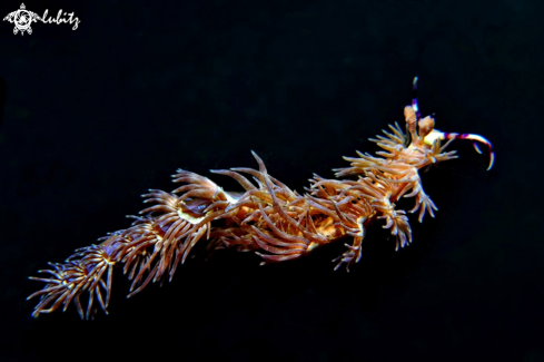 A Nudibranch