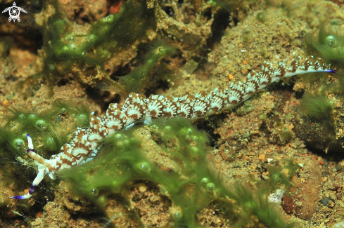 A Nudibranch